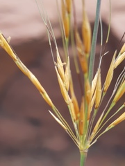 Chrysopogon serrulatus