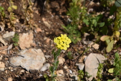 Biscutella cichoriifolia