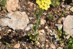 Biscutella cichoriifolia