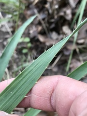 Eryngium yuccifolium