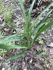 Eryngium yuccifolium