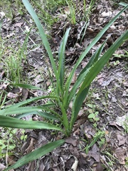 Eryngium yuccifolium