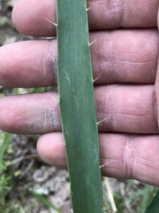 Eryngium yuccifolium