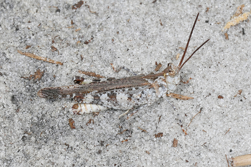 Longhorn Band-wing Grasshopper photo 4