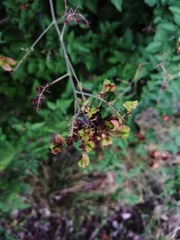 Serjania brachycarpa