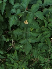 Serjania brachycarpa