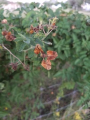 Serjania brachycarpa