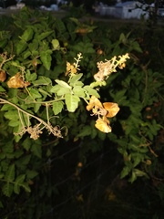 Serjania brachycarpa