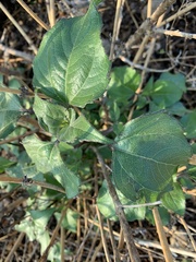 Tithonia tubaeformis