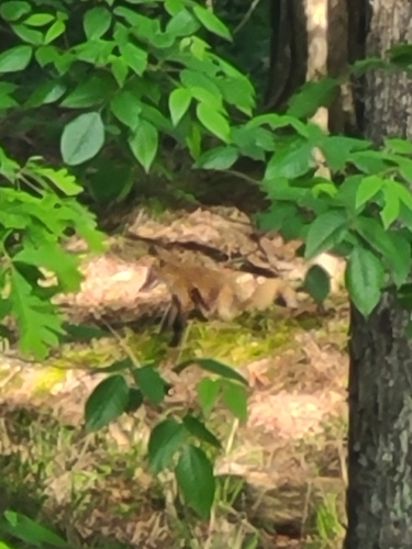 Eastern American Red Fox photographed in Mississippi