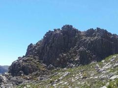 Geocolaptes olivaceus