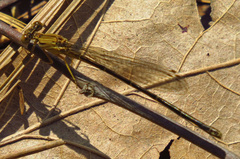 Argia fumipennis