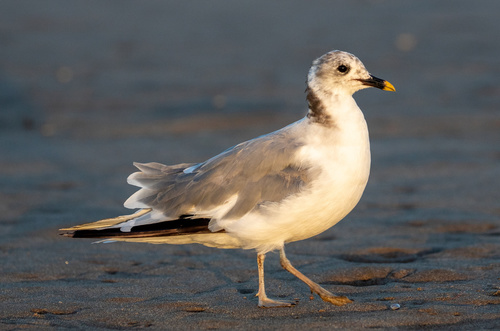 Sabine's Gull