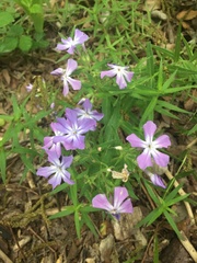 Phlox pilosa