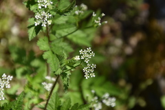 Chaerophyllum nodosum
