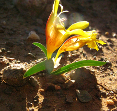 Tritonia florentiae