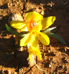 Tritonia florentiae