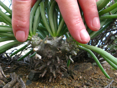 Tylecodon cacalioides