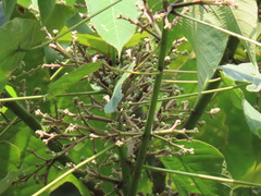 Macaranga bancana