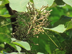 Macaranga bancana