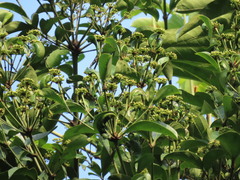 Polyscias diversifolia