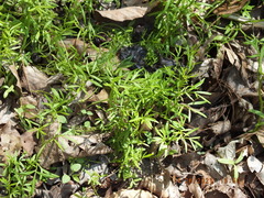 Floerkea proserpinacoides