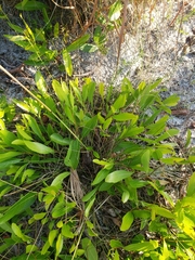 Piptochaetium avenacioides