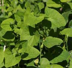Aristolochia pallida