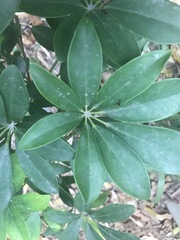 Heptapleurum arboricola