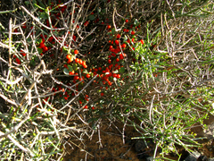 Viscum rotundifolium