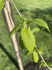 Ulmus americana