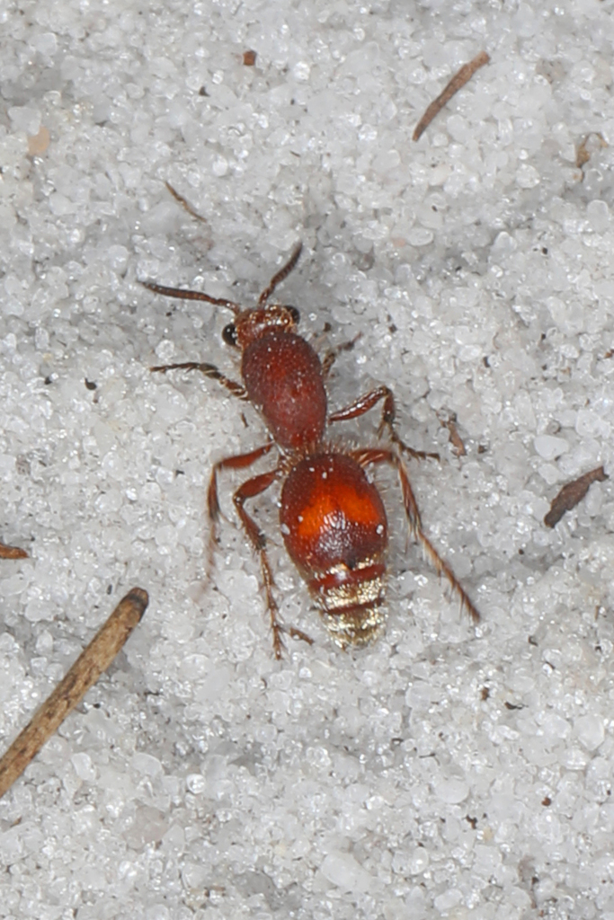 Dasymutilla archboldi