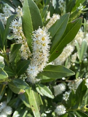Prunus laurocerasus