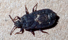 Mezirinae