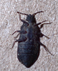 Mezirinae