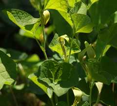 Aristolochia pallida