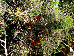 Viscum rotundifolium