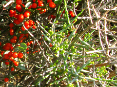 Viscum rotundifolium