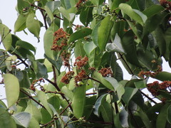 Syzygium grande