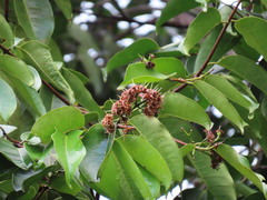 Syzygium grande