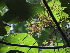 Macaranga bancana