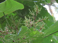 Macaranga bancana