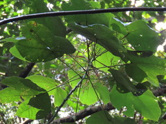 Macaranga bancana