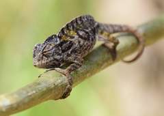 Chamaeleonidae