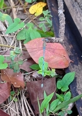 Lestes nodalis