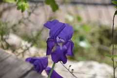 Iris pallida illyrica