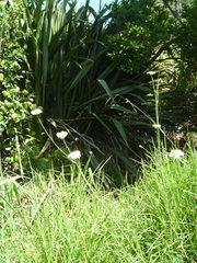 Oenanthe pimpinelloides