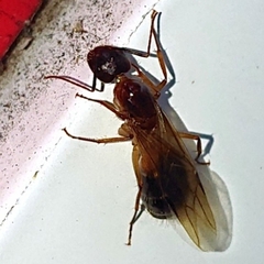 Camponotus