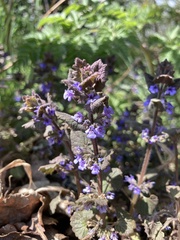 Glechoma hederacea