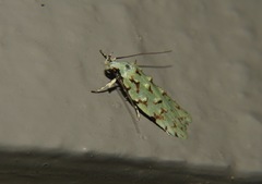 Izatha peroneanella